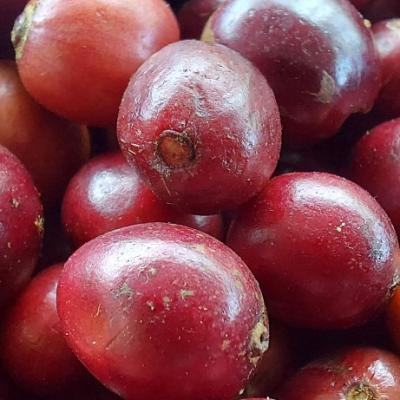 Một số tư liệu hoạt động của Minifarm 2