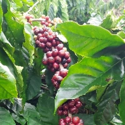 Một số tư liệu hoạt động của Minifarm 3